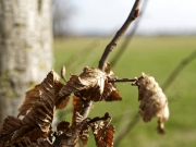 Ein Baum (c) Annette Ulrich