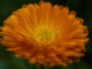 orange (c) Annette Ulrich