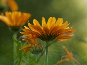 orange (c) Annette Ulrich