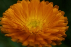 orange (c) Annette Ulrich