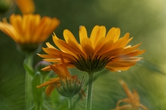 orange (c) Annette Ulrich