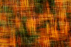 orange (c) Annette Ulrich