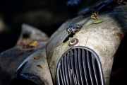 Autofriedhof (c) Ulrike Kaulfuß