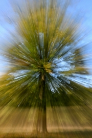 Der Baum "explodiert", De Hoge Veluwe Nationalpark (c) Detlef Buxmann