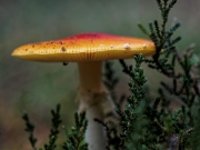 De Hoge Veluwe (c) Annette Ulrich