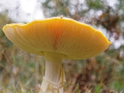 De Hoge Veluwe (c) Annette Ulrich