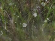 De Hoge Veluwe (c) Annette Ulrich