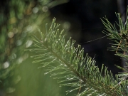 De Hoge Veluwe (c) Annette Ulrich