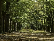 De Hoge Veluwe (c) Annette Ulrich