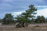 De Hoge Veluwe (c) Georg Bein