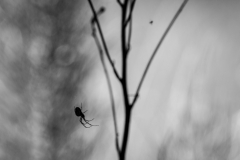 De Hoge Veluwe (c) Andreas Otto