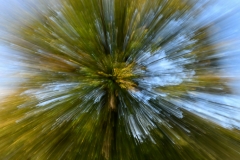 Der Baum "explodiert", De Hoge Veluwe Nationalpark (c) Detlef Buxmann