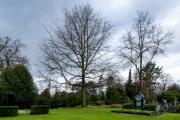 Ein Baum (c) Astrid Padberg