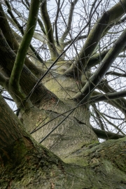 Ein Baum (c) Astrid Padberg