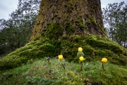 Ein Baum (c) Astrid Padberg