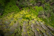 Ein Baum  - gedreht (c) Astrid Padberg