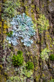 Ein Baum (c) Astrid Padberg