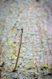 Ein Baum (c) Astrid Padberg