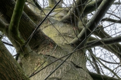 Ein Baum (c) Astrid Padberg