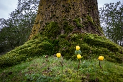 Ein Baum (c) Astrid Padberg