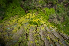 Ein Baum  - gedreht (c) Astrid Padberg