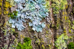 Ein Baum (c) Astrid Padberg