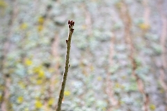 Ein Baum (c) Astrid Padberg