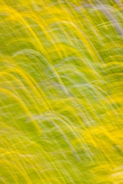 Muster (c) Astrid Padberg, Blumenwiese gewischt