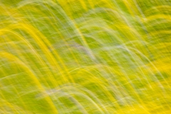 Muster (c) Astrid Padberg, Blumenwiese gewischt