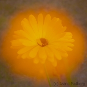 orange Doppelbelichtung (c) Astrid Padberg