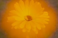 orange Doppelbelichtung (c) Astrid Padberg