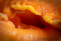 Larve Großer Pappelblattkäfer im Baumpilz, orange (c) Astrid Padberg