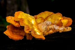 Baumpilz, orange (c) Astrid Padberg