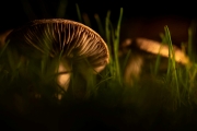 (c) Hans Peter Eckstein