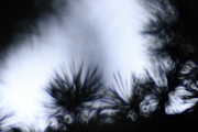 Ein Baum (c) Andrea Hermann