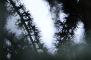 Ein Baum (c) Andrea Hermann