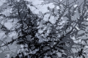 Ein Baum (c) Andrea Hermann