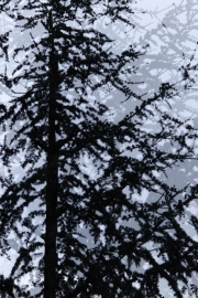 Ein Baum (c) Andrea Hermann