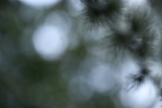 Ein Baum (c) Andrea Hermann