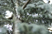 Ein Baum (c) Andrea Hermann