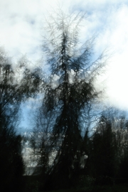 Ein Baum (c) Andrea Hermann