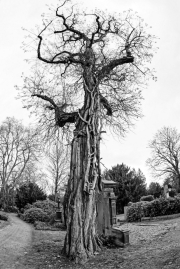 Baum_Fisheye (c) Detlef Buxmann