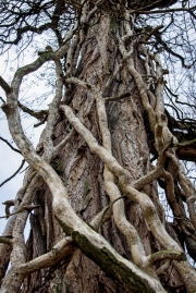 Ein Baum (c) Detlef Buxmann