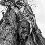 Ein Baum (c) Detlef Buxmann