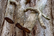 Ein Baum (c) Detlef Buxmann