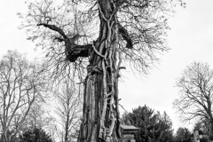 Baum_Fisheye (c) Detlef Buxmann