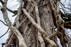 Ein Baum (c) Detlef Buxmann