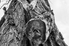 Ein Baum (c) Detlef Buxmann