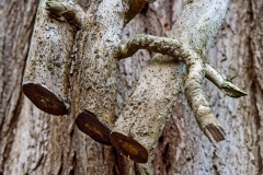 Ein Baum (c) Detlef Buxmann
