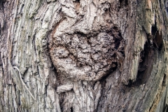 Baum_Fisheye (c) Detlef Buxmann